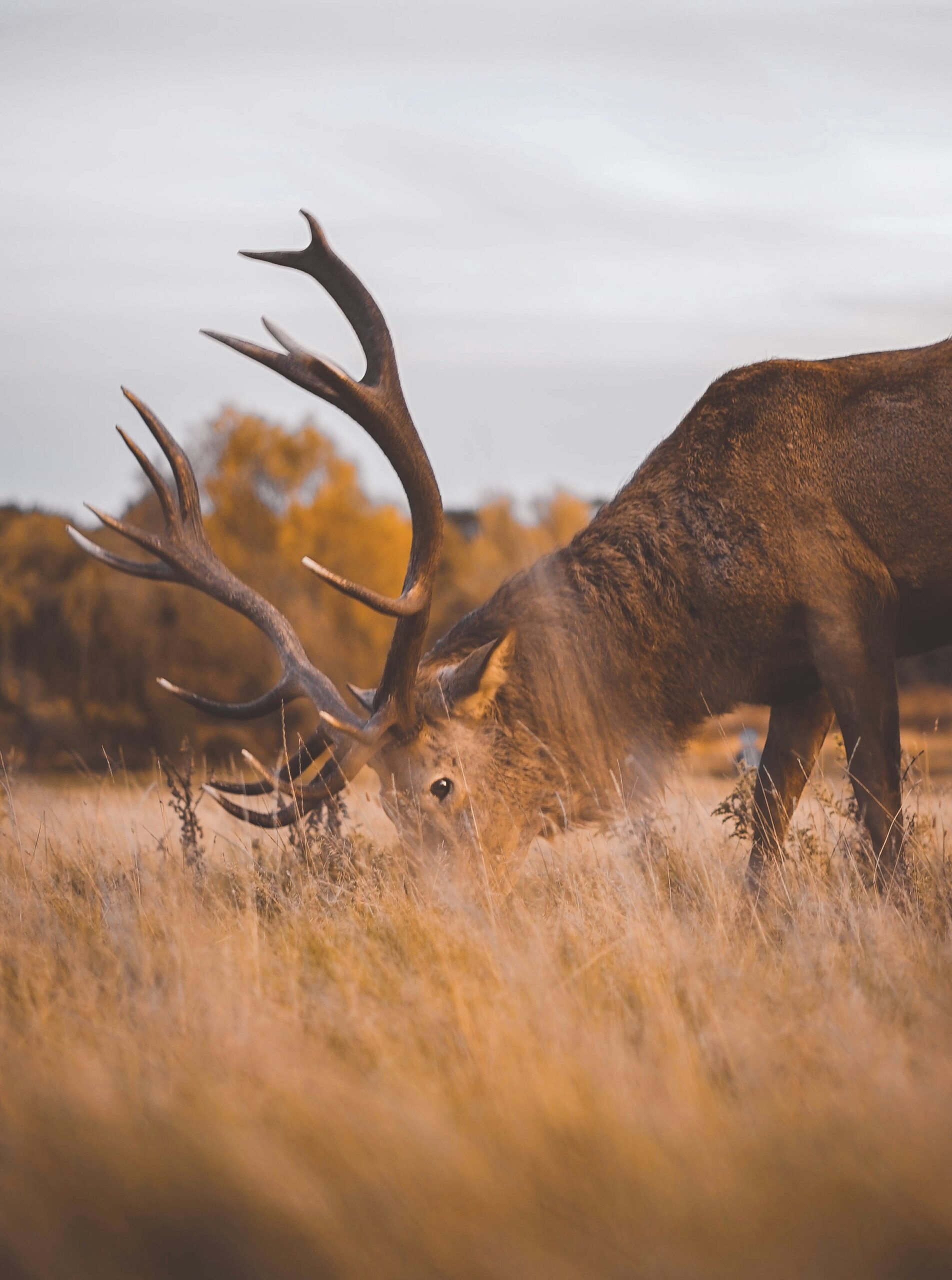 Deer fencing, forestry, upland or conservation. Skye fencing contractors serving the Highlands and Islands of Scotland