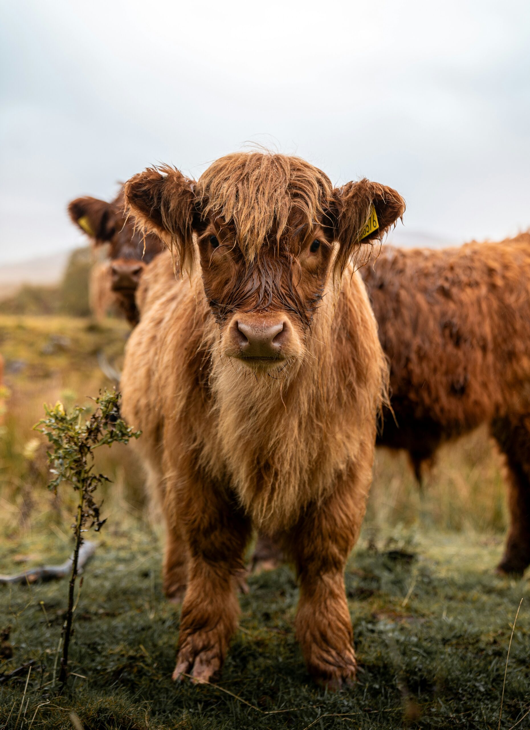 Stock fencing, available on Skye. Skilled fencing contractors based in the Highlands of Scotland
